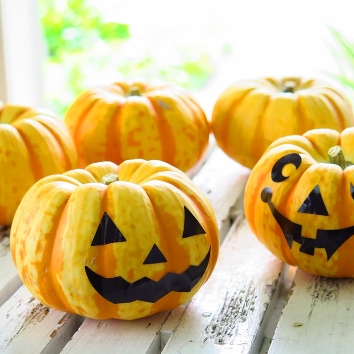 ハロウィン用 本物 生カボチャ 鑑賞用『プッチーニ(直径約7-12cm』顔の