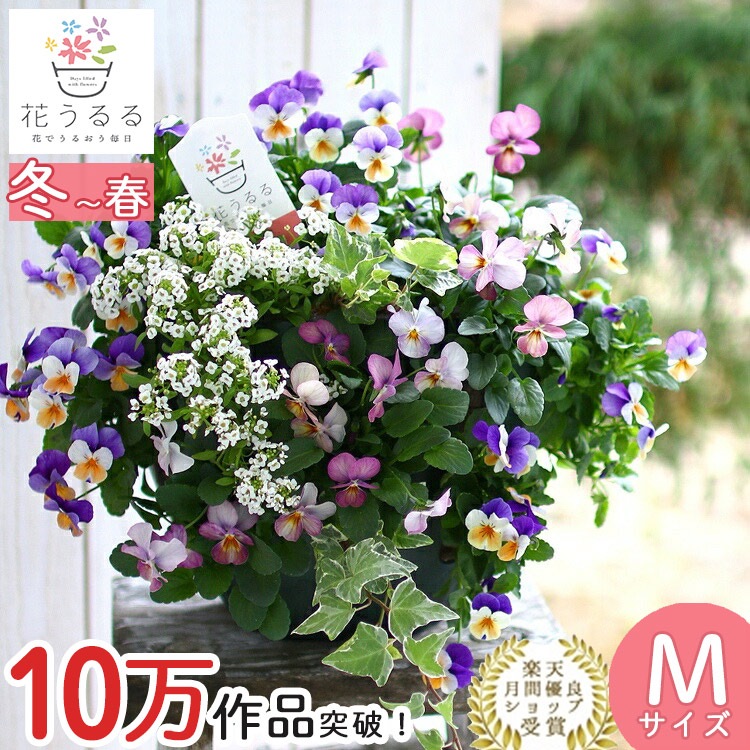 ビオラのハンギングバスケット 花うるる 寄せ植え [ブルーレイン] M