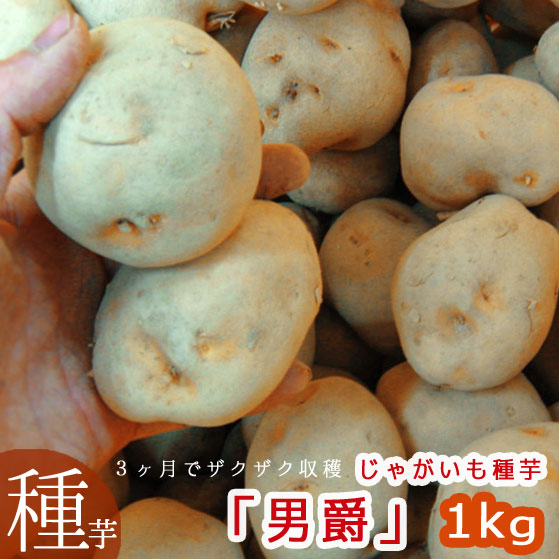 マツコの知らない世界で特集／【じゃがいも 種芋】北海道産「男爵(だん