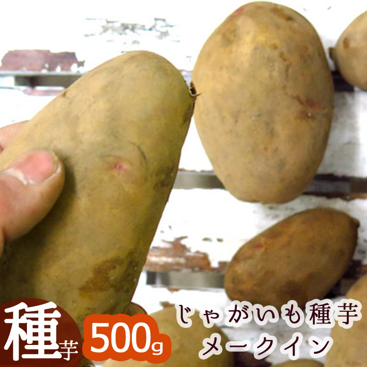 2026年は記録的な品薄状態です【じゃがいも 種芋】北海道産