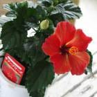 ϥӥȭ֥ޡ֥꡼ȥ꡼ɡɡס5ȭ⤵35)