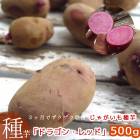 ̵ڤ㤬 磻 쥢ʼ۽տ֥ɥ饴󡦥å(31)500g Ĺ긩