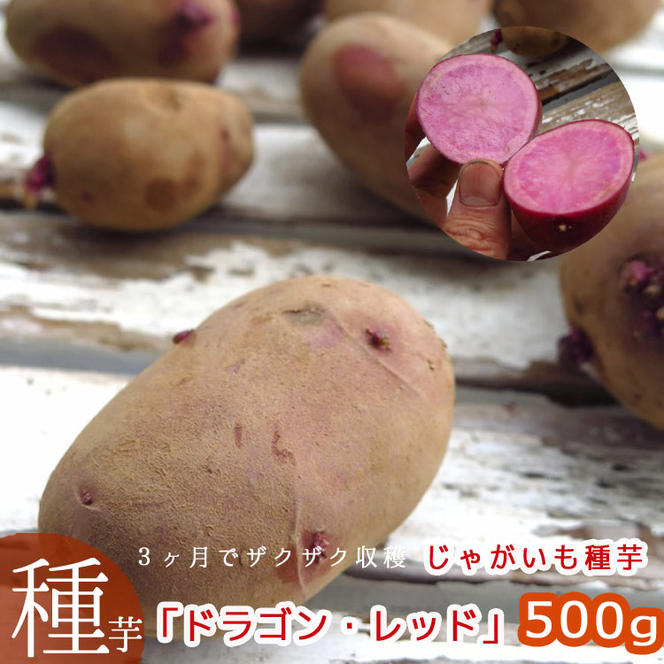 品薄・再販無し＼マツコの知らない世界で特集／【じゃがいも 種イモ