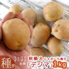 �ǽ����Ԥ������ޥĥ����Τ�ʤ��������ý��� ���㤬���� �磻��֥ǥ��� 1kg��(Ĺ�긩��) [������ʺ�] 