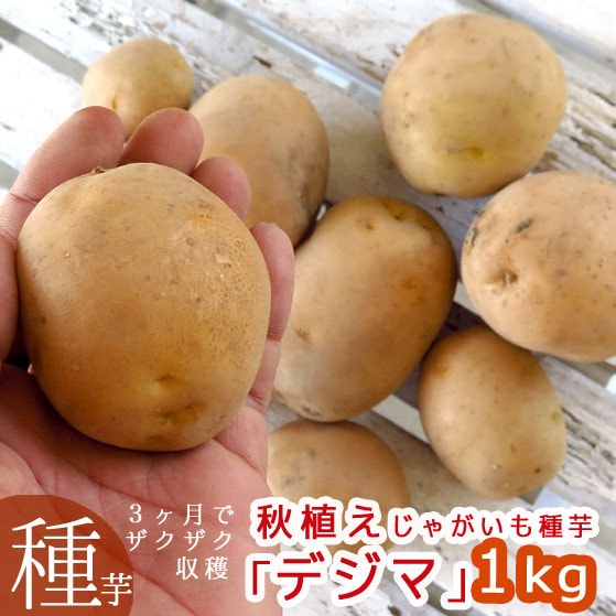 最終売り尽くし＼マツコの知らない世界で特集／ じゃがいも 種イモ