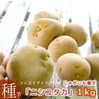 ̵ޥĥΤʤýտڤ㤬  磻 Ĺ긩ۥۥ֥˥楿 1kg [ʺ] 