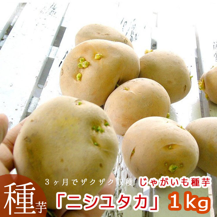 予約 品薄＼マツコの知らない世界で特集／秋植え【じゃがいも 種芋 種