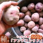 �����������ޥĥ����Τ�ʤ��������ý����ڤ��㤬���� ��� �磻���ǻ���ۥå��ۥ��֥���ǥ���å�500g�� �տ��� 