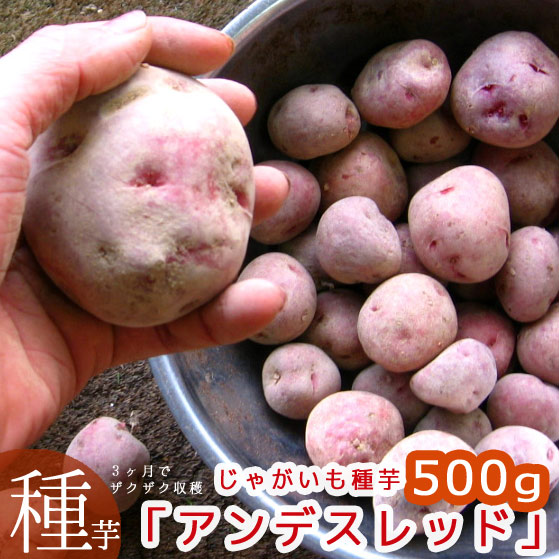 今期品薄＼マツコの知らない世界で特集／【じゃがいも 種芋 種イモ