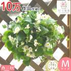 �٥��˥��Υϥ󥮥� �󤻿��� [�ۥ磻��(����ץ�] �դ����ս��˳���