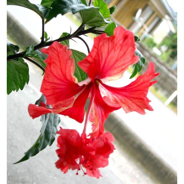 ハイビスカスレッドフラミンゴ ハイビスカス：レッドフラミンゴ5号鉢植え の通販 | 園芸ネット