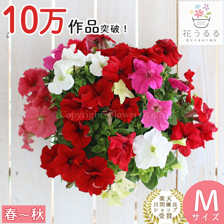 ペチュニアのハンギング 寄せ植え [レッド(シンプル)] 春から