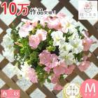 �ڥ���˥��Υϥ󥮥� �󤻿��� [���åץ�֥��å���(����ץ�]