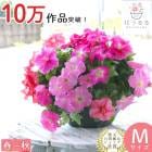 �ڥ���˥��Υϥ󥮥� �󤻿��� �������� �ԥ�[(����ץ�)] �դ����ս��˳���