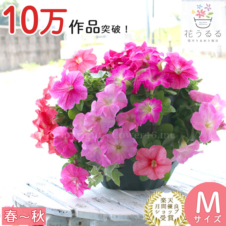 ペチュニアのハンギング 寄せ植え スイート ピンク[(シンプル)] 春から