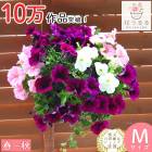 �ڥ���˥��Υϥ󥮥� �󤻿��� [�ޥ��� (����ץ�] 