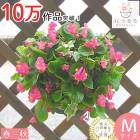 �٥��˥��Υϥ󥮥� �󤻿��� [�ԥ�(����ץ�]�վ޴�:4-11��