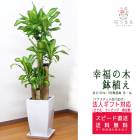 ���տ�ʪ ��ʡ����8��ƫ��ȭ(��) �⤵��1.25m �ɥ饻�ʡ��ޥå��󥲥��� ��mass08-004 ��