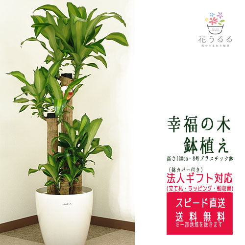 観葉植物 幸福の木8号プラスチック鉢(鉢カバー付) 高さ約1.2m ドラセナ