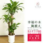 ���տ�ʪ ��ʡ����8��ץ饹���å�ȭ �⤵��1.2m �ɥ饻�ʡ��ޥå��󥲥��� ��mass08-007 ��