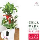 ���տ�ʪ �󤻿���(��ʡ����)7���ƫ��ȭ(���) �⤵��1m  ��yosem07-0045��