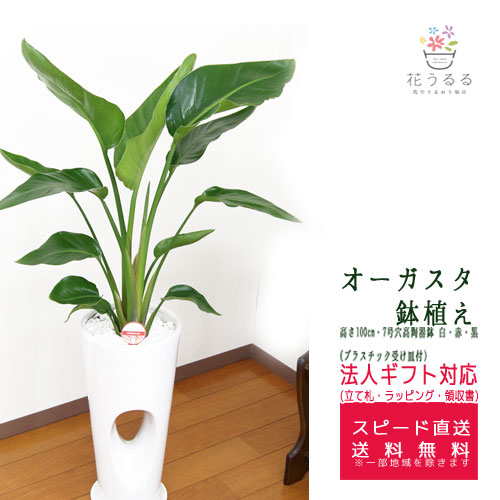 ストレチア　オーガスタ　7号　100cm 観葉植物 ストレリチア オーガスタ7号 セラアート鉢 – カワナミ
