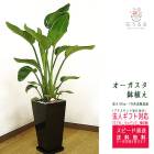 ���տ�ʪ ���ȥ�����������������7��ѹ�ƫ��ȭ(���) �⤵��1m