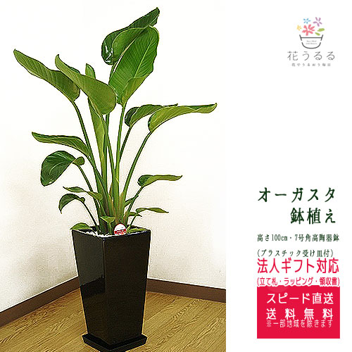 専用 ストレチア 2株植え 陶器鉢 黒 高さ65cm 専用 ストレチア 2株植え 陶器鉢 黒 高さ65cm 専用 ストレチア 2