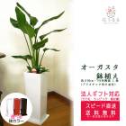 ���տ�ʪ ���ȥ����������������� 7�� ��ƫ��ȭ�����(���ֹ�) �⤵��1m