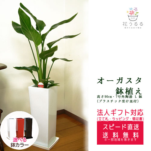 【値下げ】愛知県名古屋市　ストレチアオーガスタ　観葉植物 モルタル調鉢付き ストレリチア(ストレチア)・オーガスタ 8号鉢 観葉植物 本物