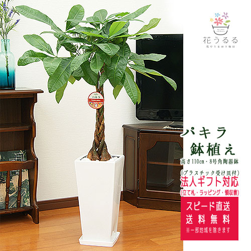観葉植物 パキラ 7号角高陶器鉢 高さ約100cm | 観葉植物 | 花うるる 本店