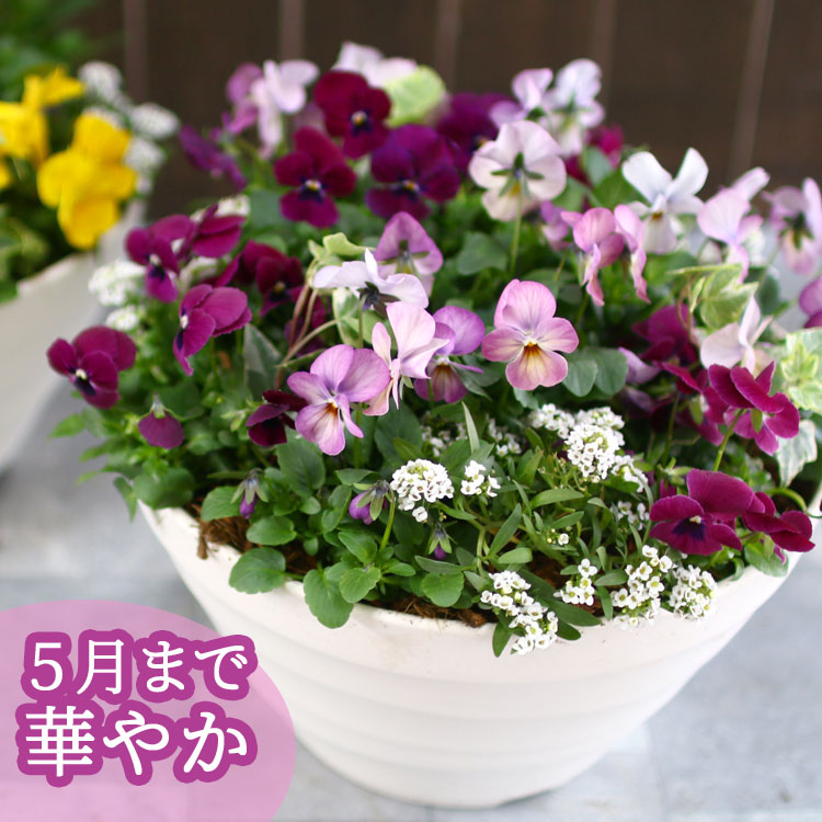 ビオラの寄せ植え[ローズリバー(プランターver] | ハンギング＆寄せ