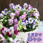 �ӥ���δ󤻿���[�ѥ��ƥ��С�(�ץ�󥿡�ver]������ �ե����ե� ������ �ץ쥼��� ���� �� �� ������� ȭ���� ȭ�� �����ǥ˥� �ե� ���� ���ե� ���� ȭ £��ʪ ���å� �� ���ˤ� ���ꥹ�ޥ� ���� ����