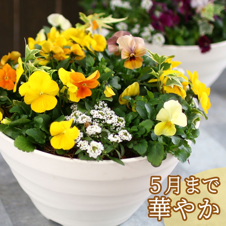お花　寄せ植え　ビオラ ビオラの寄せ植え[サニー(プランターver] | ハンギング＆寄せ植えの全