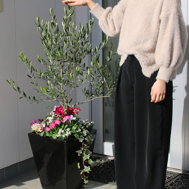SALE【送料無料】「オリーブ × 季節の花 寄せ植え 選べる陶器鉢 黒 (高