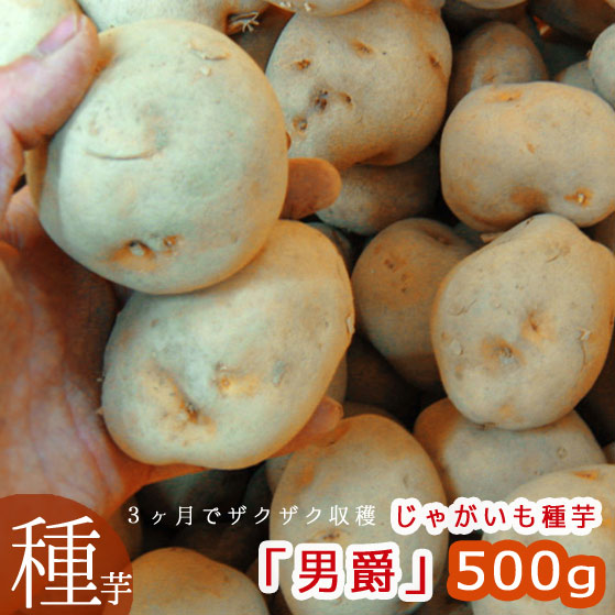 マツコの知らない世界で特集／じゃがいも 種芋 北海道産「男爵(だん