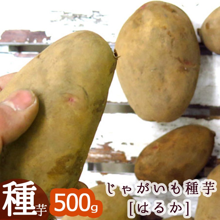 マツコの知らない世界で特集／【じゃがいも 種芋 種イモ】 「はるか