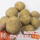 Ԥʬտ 㤬 磻֥楿 1kg (Ĺ긩[ʺ] ˭ 