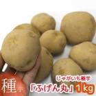 ̵ޥĥΤʤýտ 㤬 磻֤դ 1kg(Ĺ긩)  [ʺ]