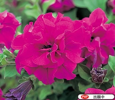 �����ء��͵���Ȭ�ťڥ���˥��֥ɥ쥹���åץͥ��סڥѡ��ץ�ۡ�10.5cm�ݥå��ġ˥��������İ����ʥڥ���˥� �� ���å�  ���ե��˥��� Ȭ�ź餭