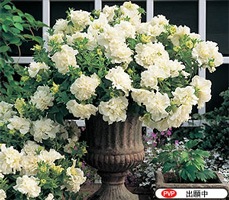 ����ʬ���ʤ����Ԥ����� �����ء��͵���Ȭ�ťڥ���˥��֥ɥ쥹���åץͥ��סڥۥ磻�ȡۡ�10.5cm�ݥå��ġ˥��������İ����ʥڥ���˥� �� ���åȥ��ե��˥��� Ȭ�ź餭