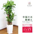 ���տ�ʪ ��ʡ����8��ѥץ饹���å�ȭ �⤵��1.2m �ɥ饻�ʡ��ޥå��󥲥��� ��mass08-005��