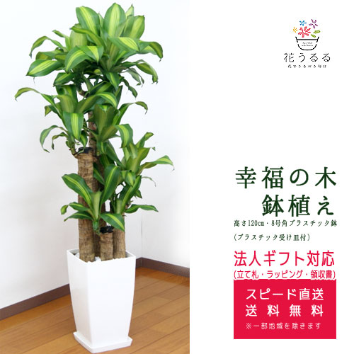 週末特価！マッサンゲアナ　幸福の木　苗　苗木　8号鉢　3株植え　ドラセナ 週末特価！マッサンゲアナ 幸福の木 苗 苗木 8号鉢 3株植え