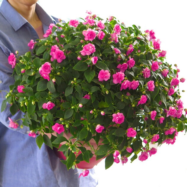 �ڿ��̸����Ȭ�ź餭����ѥ����󥹤���ȭ��Ω�� ����̵�� [���֥륤��ѥ�����--Grande]