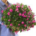 �ڿ��̸����Ȭ�ź餭����ѥ����󥹤���ȭ��Ω�� ����̵�� [���֥륤��ѥ�����--Grande]