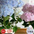 ����� �����������쥢�ʼ�������� 5��ȭ�����ڶ�(�֥롼/�ԥ�) �סַ���� �ץե����֥����䡼���ޤ��纬�����ꥸ�ʥ륢������(��åԥ�̵�� 