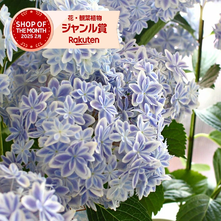 あのレア品種が限定再入荷／アジサイ「万華鏡(ブルー)5号鉢」フラワー