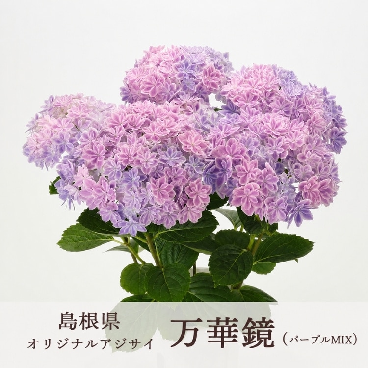 薄紫の多花性蘭　あさ出品 アジサイ： 寿-ことぶき-.パープル（4号鉢）新品種 3色咲きアジサイ
