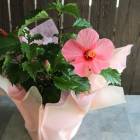 ϥӥ ȭ[ޥ ԥ]  (5ȭ⤵50cm) 