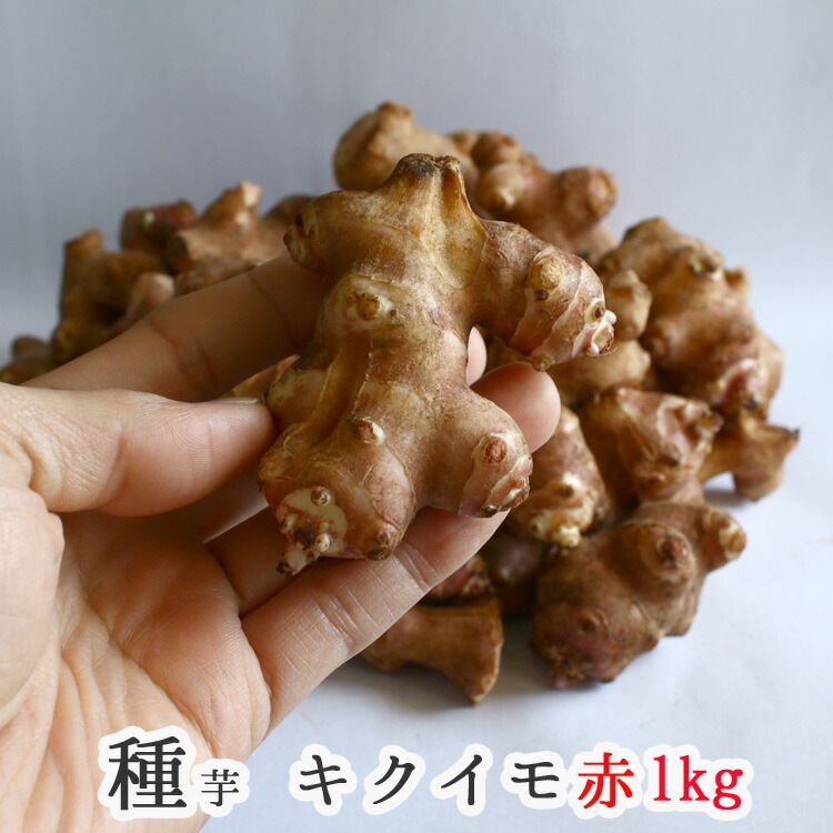赤菊芋イヌリンペースト 菊芋の極み 菊芋 サプリ イヌリン 血糖値 お通じ 腸内環境 機能性表示